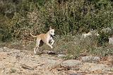 WHIPPET 130